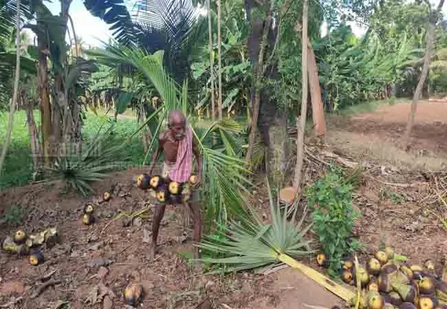 pudukkottai district old man  pension arranged  district collector